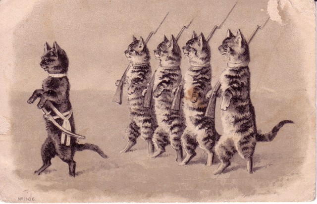 Боевые коты