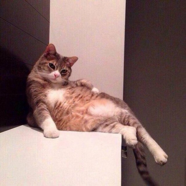 Прикольных котов пост
