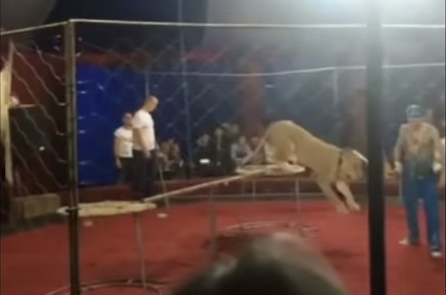 На Кубани во время циркового представления львица напала на 3-летнюю девочку