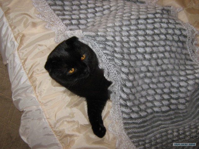 Сонный Котовторник