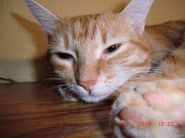 Котовторник так котовторник!