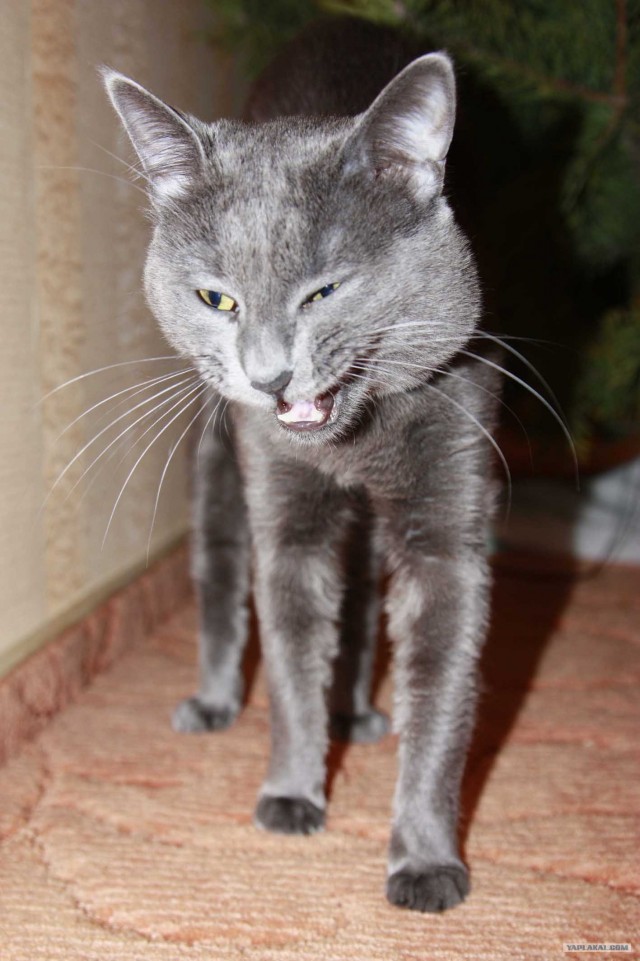 Котовторник 27.12.11