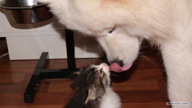 Котовторник (10.01.2012)