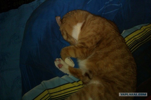 Котовторник (24. 01. 2012 )