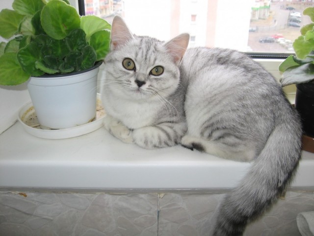 Котовторник 10.04.2012