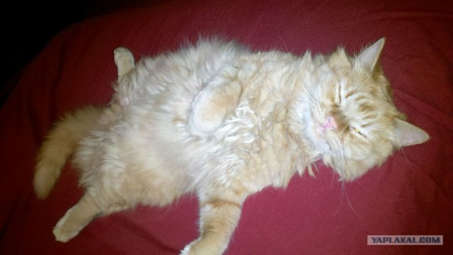 Котовторник 24.07.2012