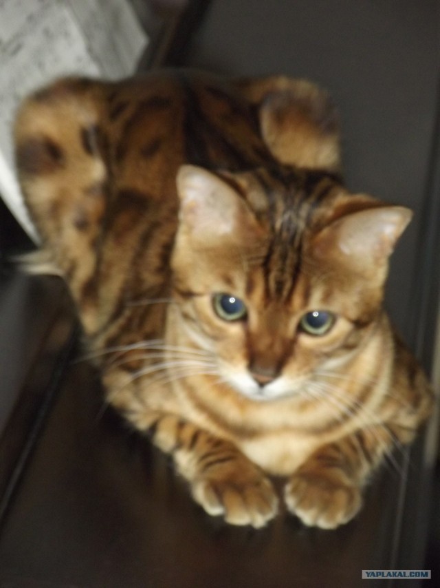 Котовторник 07.08.2012