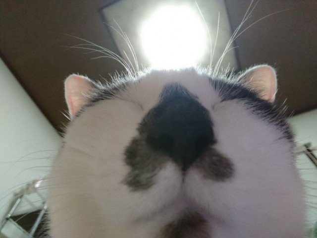 Прикольных котов пост