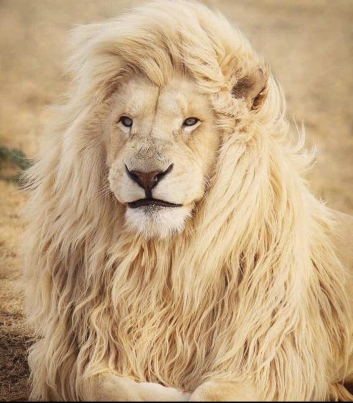 Кошки