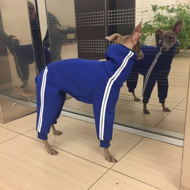 Живность из сети