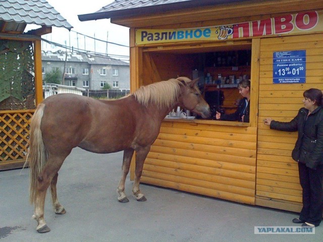 Алкоголь до 18 лет не продаем!