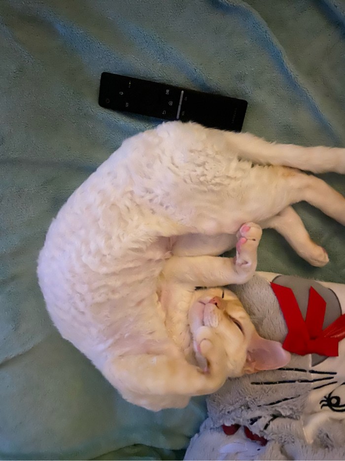 Что значит поза, в которой спит твоя кошка