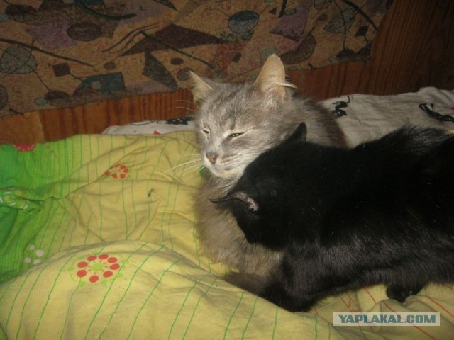 Жизнь домашнего приюта для котеек 283