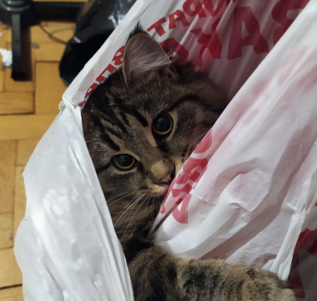 Коты, которые нас порадовали!