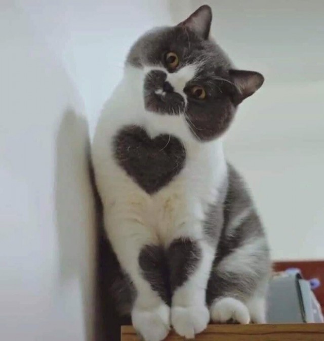 Этот кот любит тебя три раза