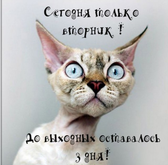 Смешные коты 18.08.20