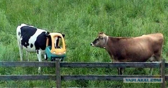 Животные неудачи