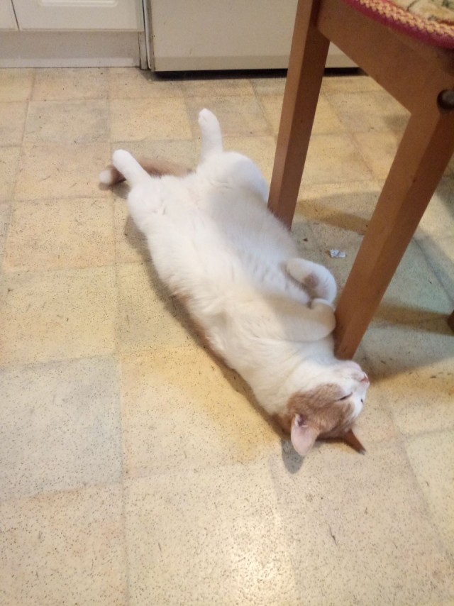 Котовторник же...