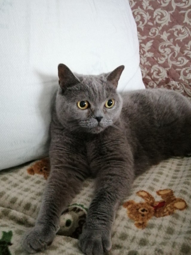 Котовторник 20.10.20