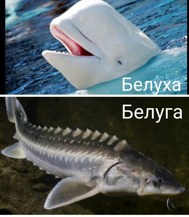 Некоторые это путают