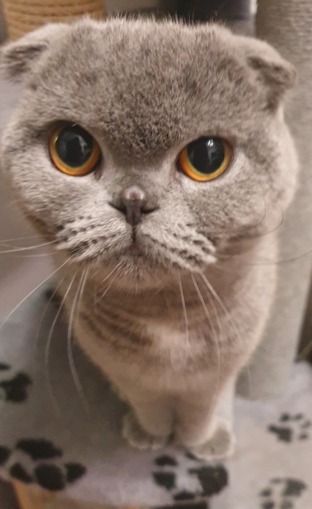Последний котовторник 2020 года