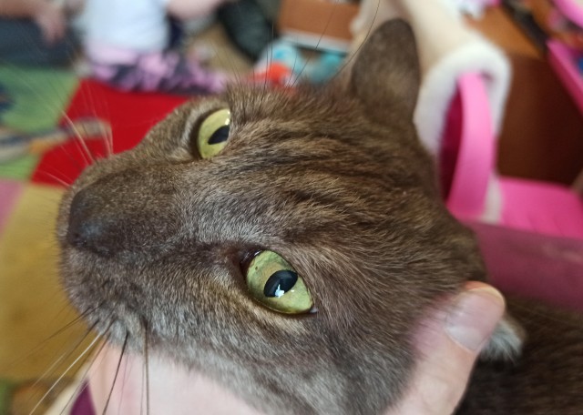 Котовторник. Добавляйте своих