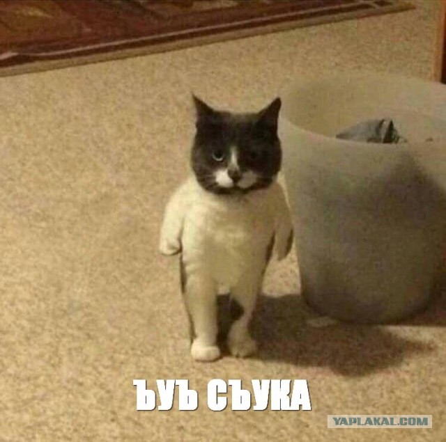 20 раз, когда на фото отчётливо виделось одно, но это были всего лишь оптические иллюзии