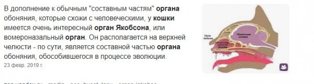 Когда завели дома чёрную пантеру