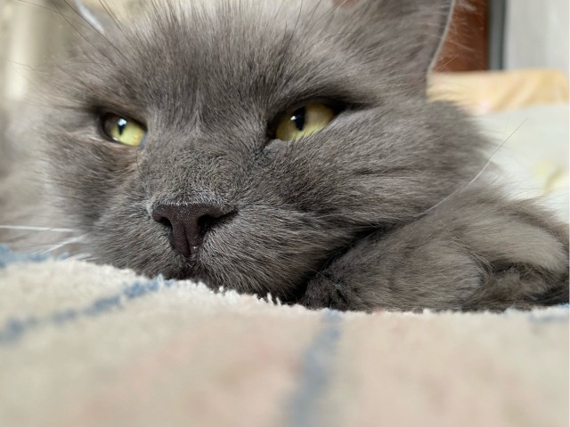Котовторник!