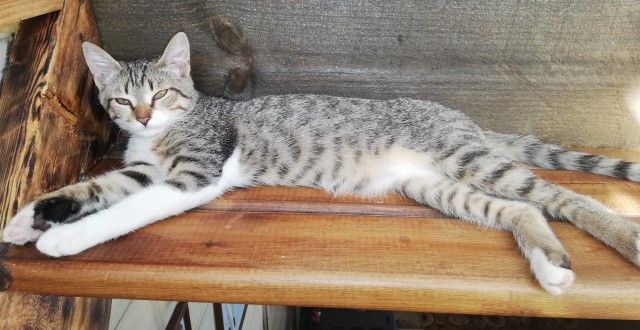 Вторник. Кото-вторник...