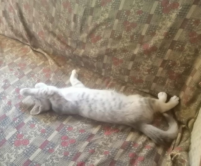 Мои личные котейки к котовторнику!