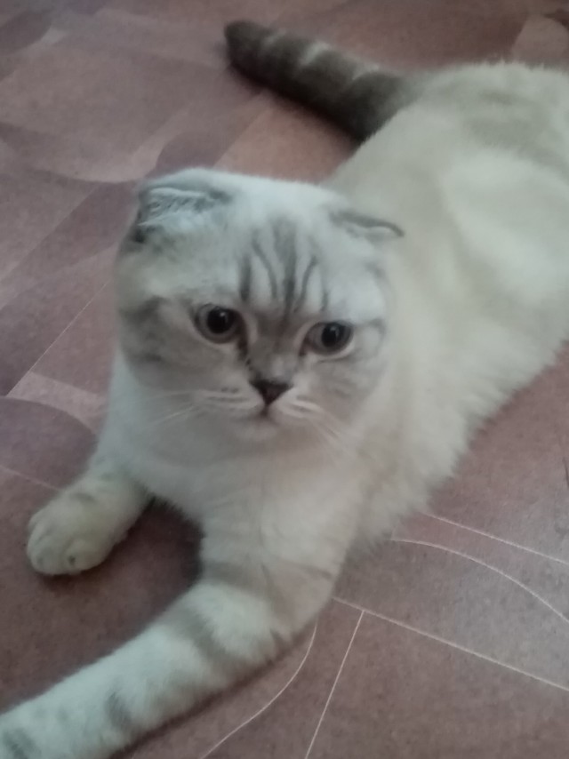 Котовторник (свои добавляем)
