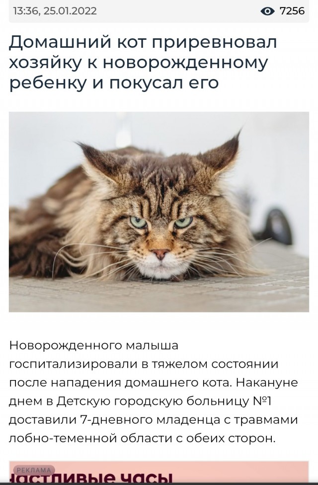 Пресс-конференция «Как решить проблему бездомных животных?». Опять все решают актеры и зоозащита