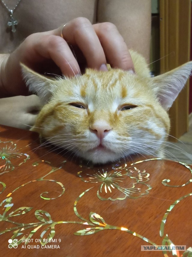 Ну, поехали в котоввторник!