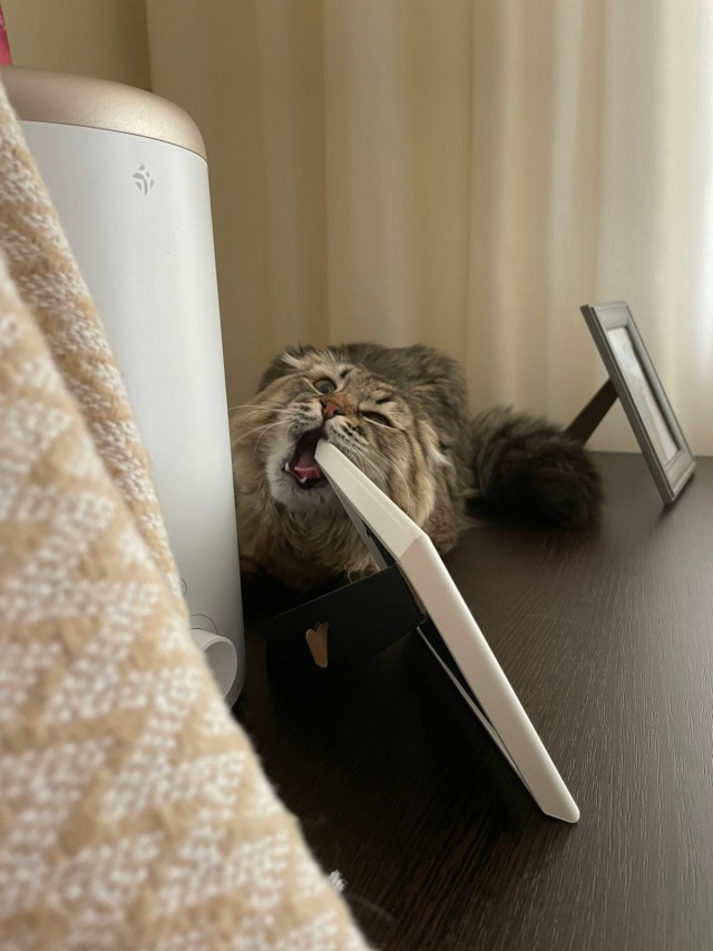 Наша коша