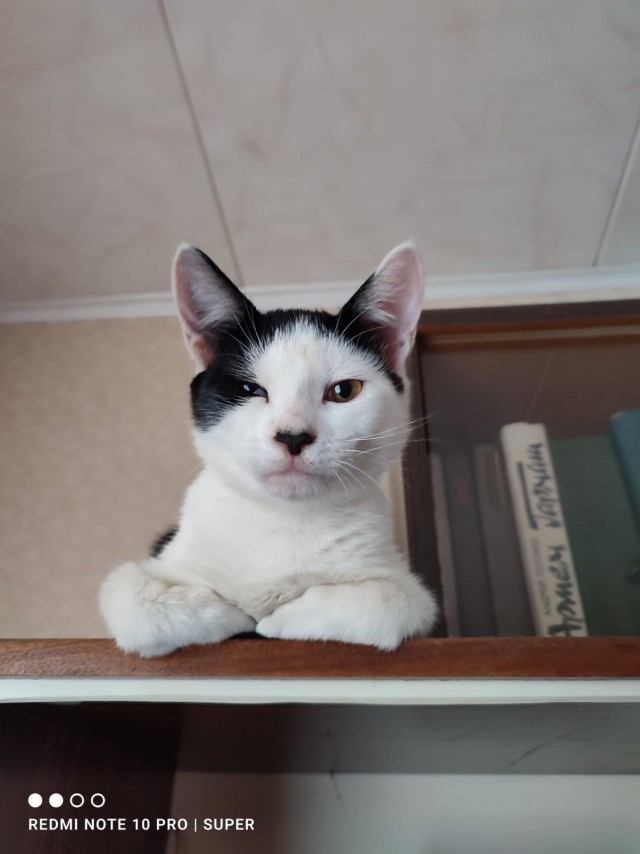 Котовторник 18.10.22