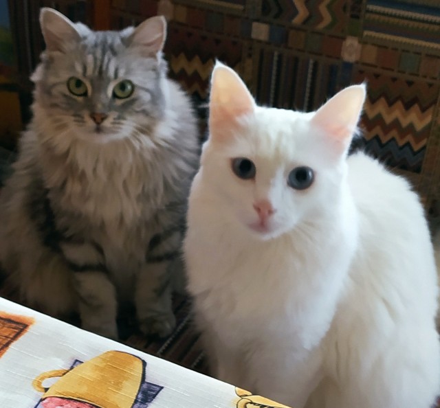 Котенок проснулся