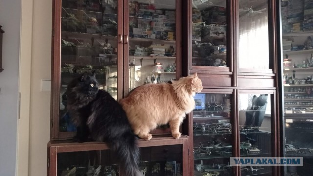 Шерстяные засранцы