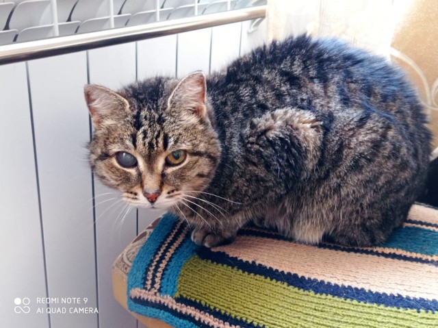К котовторнику