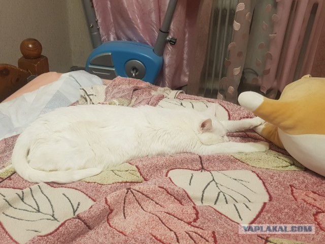 Коты белые, 12 литров