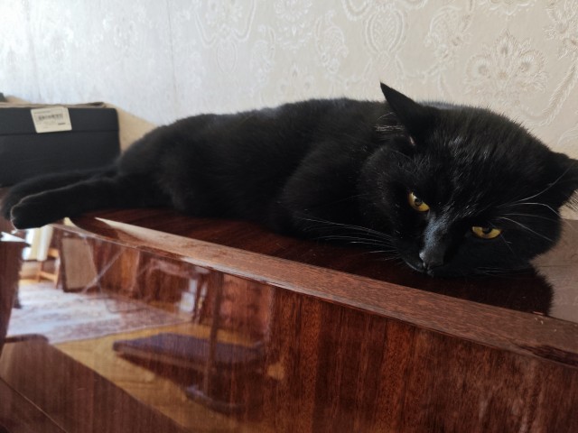 Котовторник! 16+ Коллеги-рабы, отмечаемся, у кого хозяину много лет!