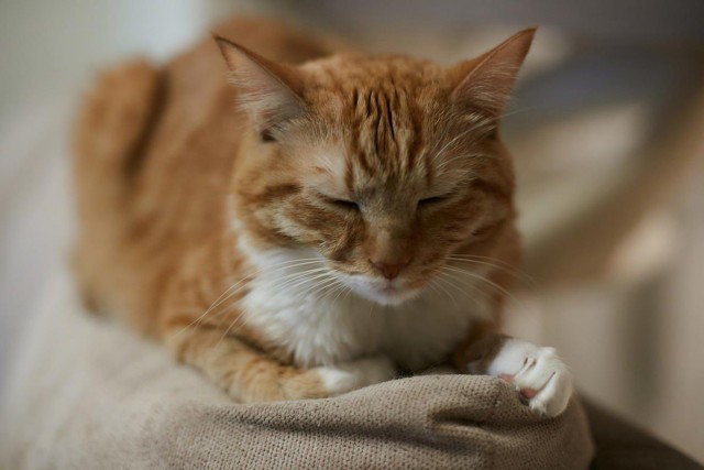 Позы для сна у кошек - что они означают?