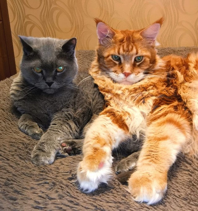 С котовторником ЯПовцы