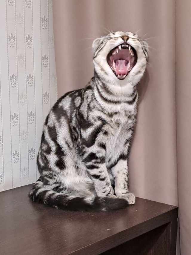 Принимайте в собратья, которабы
