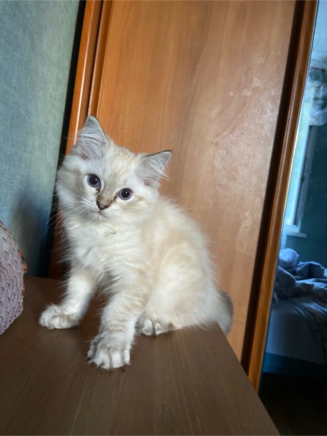 Мой рабовладелец