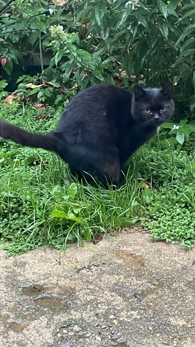Принимайте в клуб! Котовторник же