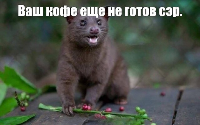 10 ферментированных продуктов со всего света: от повседневной классики до лютой дичи