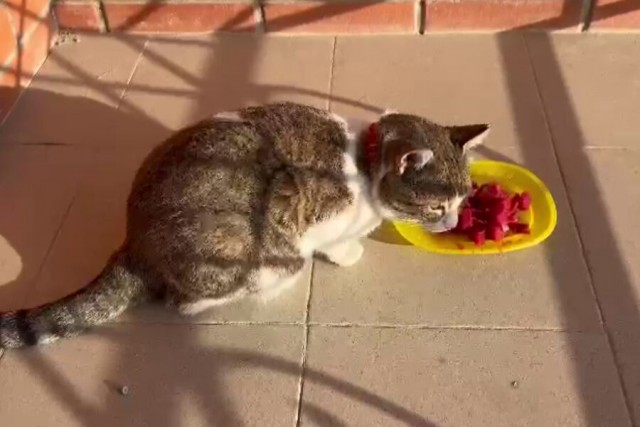 Мужчина снял для бездомной кошки однокомнатную квартиру