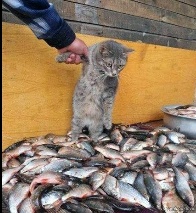 Опасная банда котов орудует на озере в Подмосковье