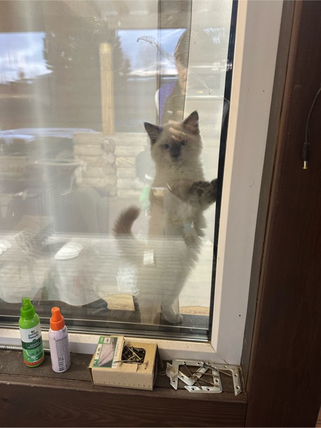 Это что, котовторник?